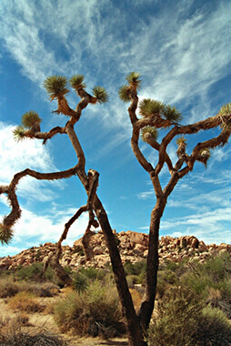 Joshua Tree National Park